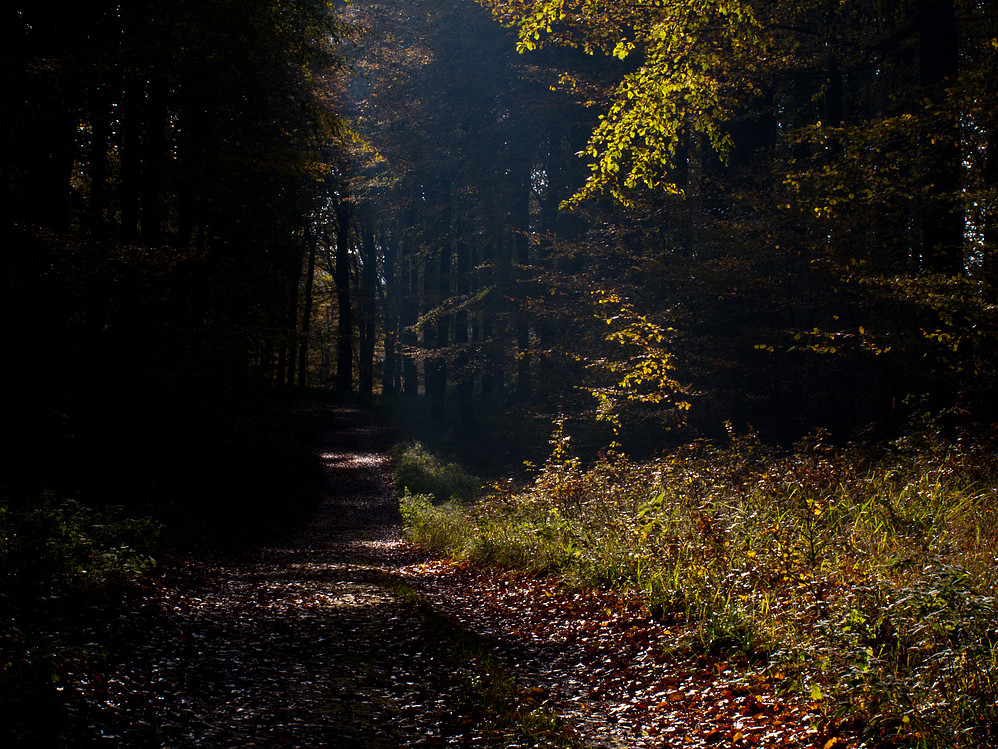 Durch den Herbstwald