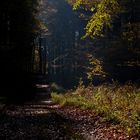 Durch den Herbstwald