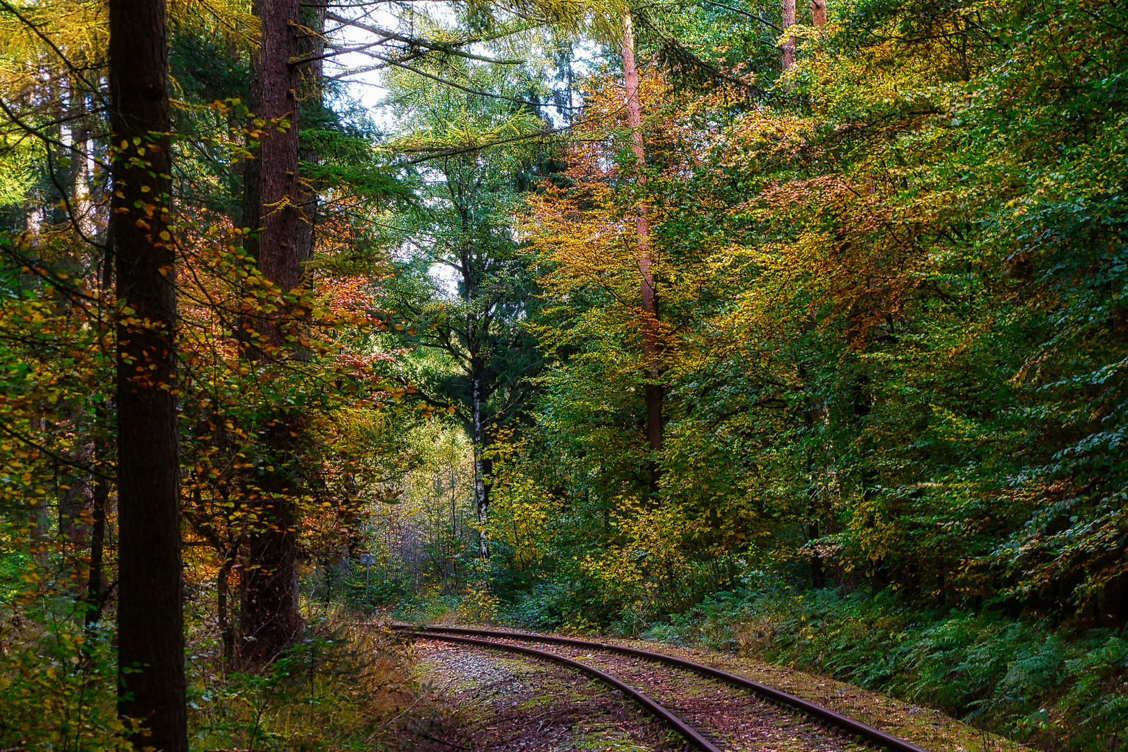 durch den Herbstwald