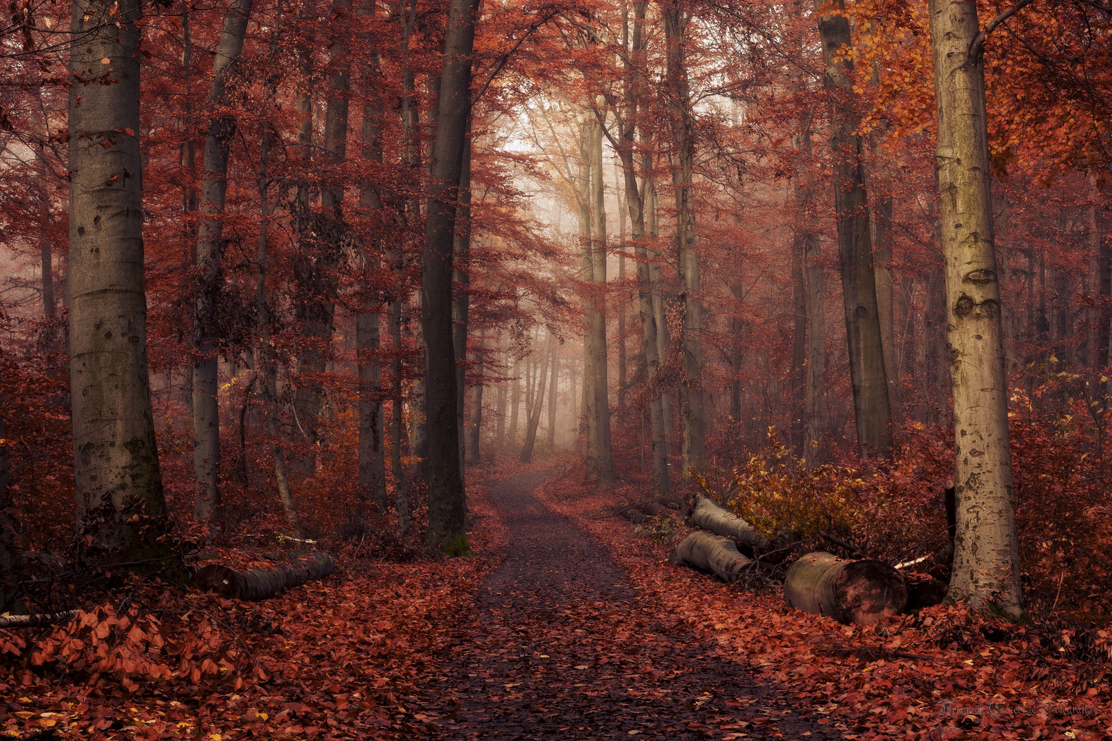 Durch den Herbstwald