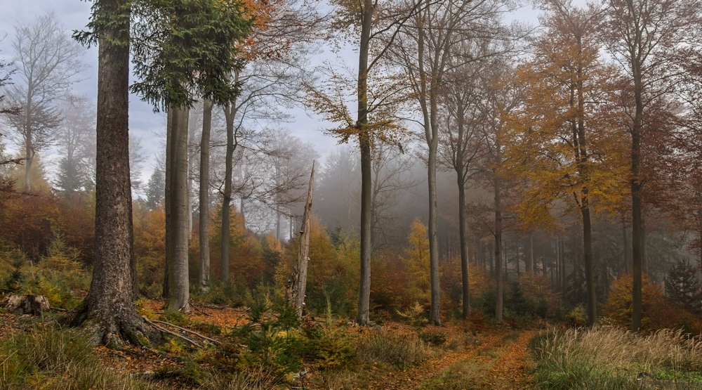 Durch den Herbstwald...