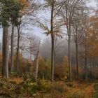 Durch den Herbstwald...