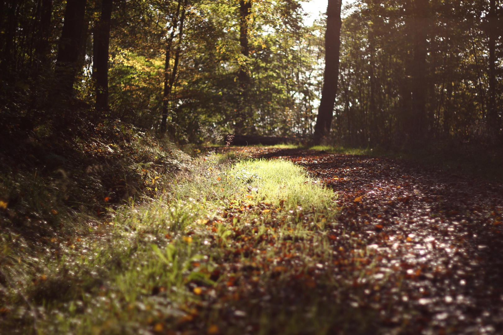 durch den Herbstwald