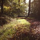 durch den Herbstwald