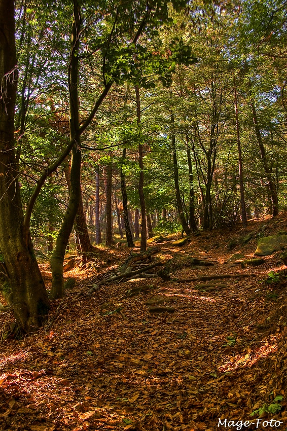 Durch den Herbstwald