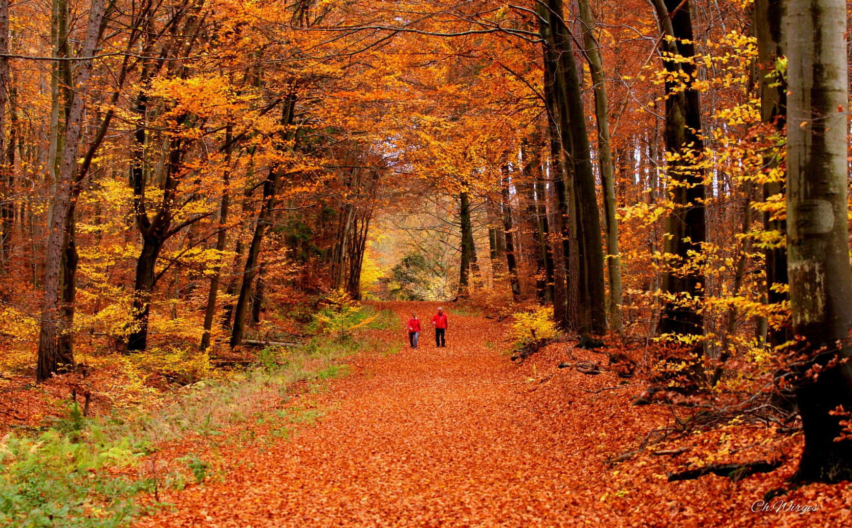 Durch den Herbstwald