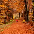 Durch den Herbstwald