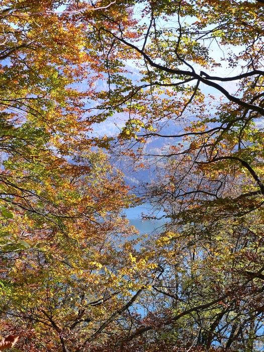 Durch den Herbstwald!