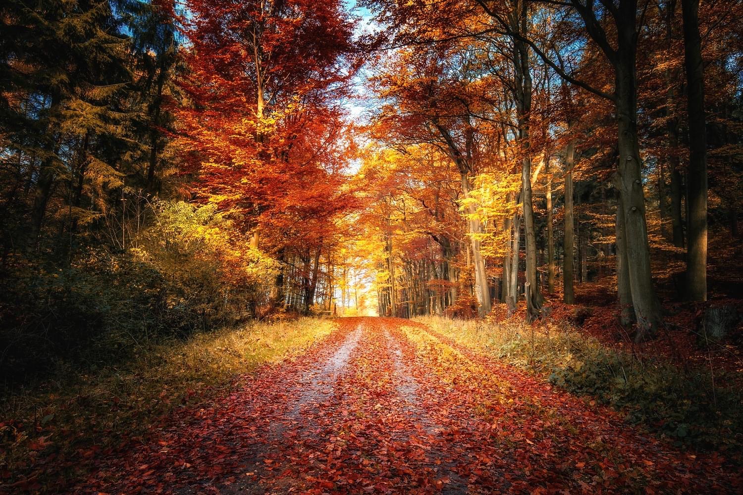 Durch den Herbstwald