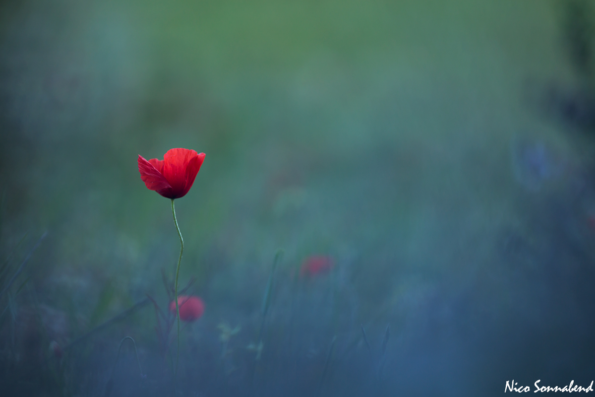 durch den Lavendel 