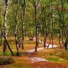 Durch den lichten Birkenwald