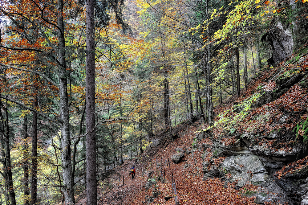 durch den lichten Wald