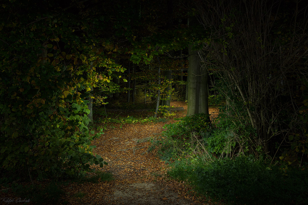 Durch den Märchenwald - lightpainting