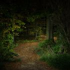 Durch den Märchenwald - lightpainting