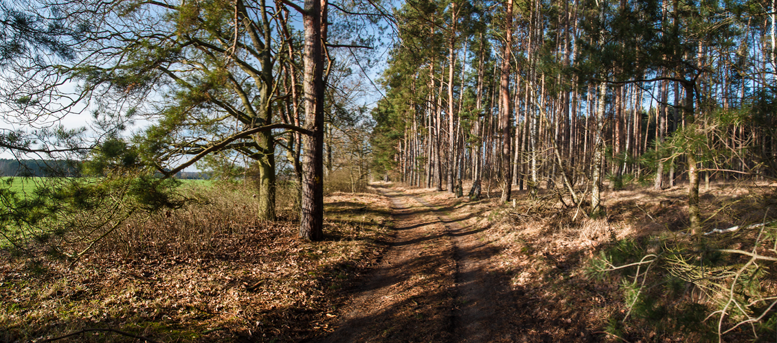 durch den märkischen Kiefernwald