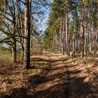 durch den märkischen Kiefernwald