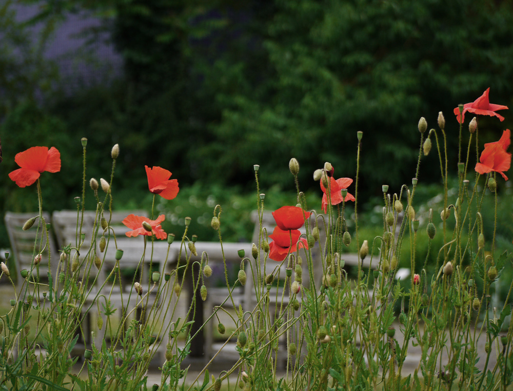 Durch den Mohn geschaut