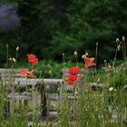 Durch den Mohn geschaut