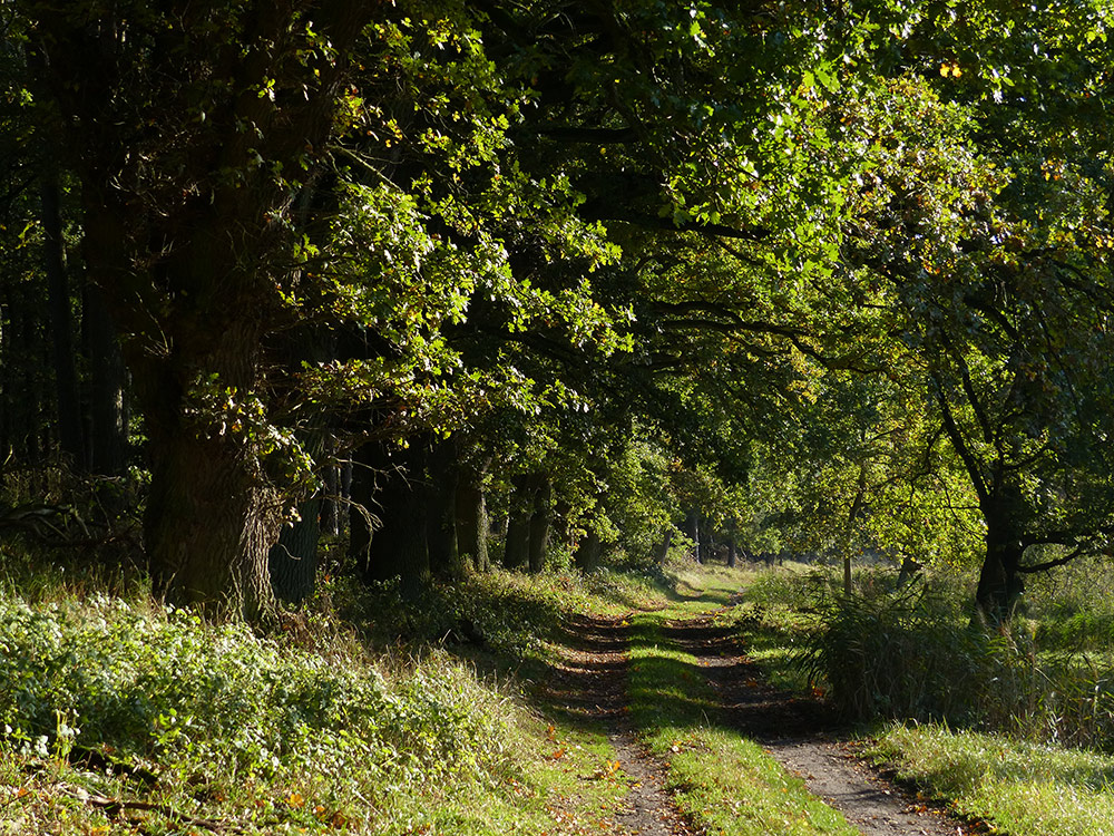 Durch den Müritz Nationalpark