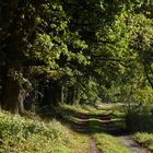 Durch den Müritz Nationalpark