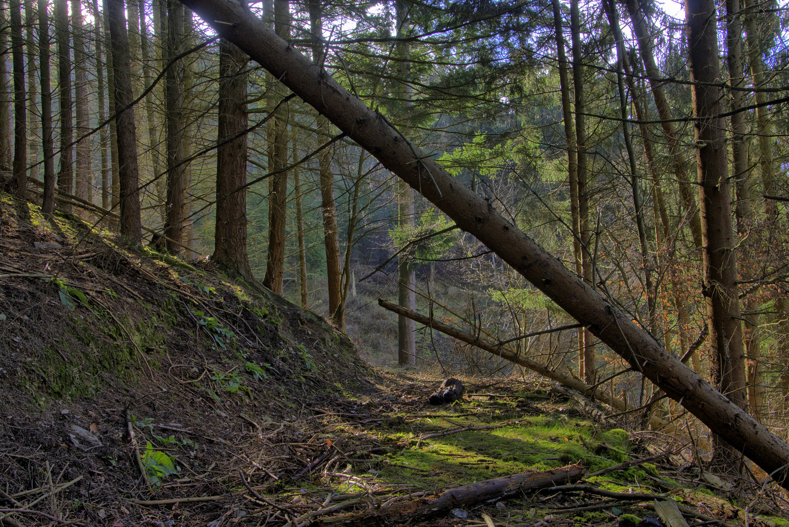 Durch den Nadelwald im Februar