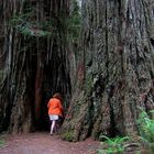 durch den redwood forrest