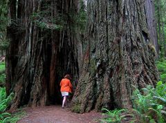 durch den redwood forrest