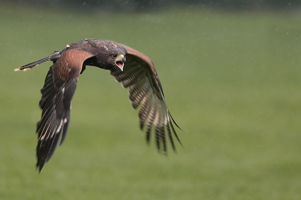 durch den Regen