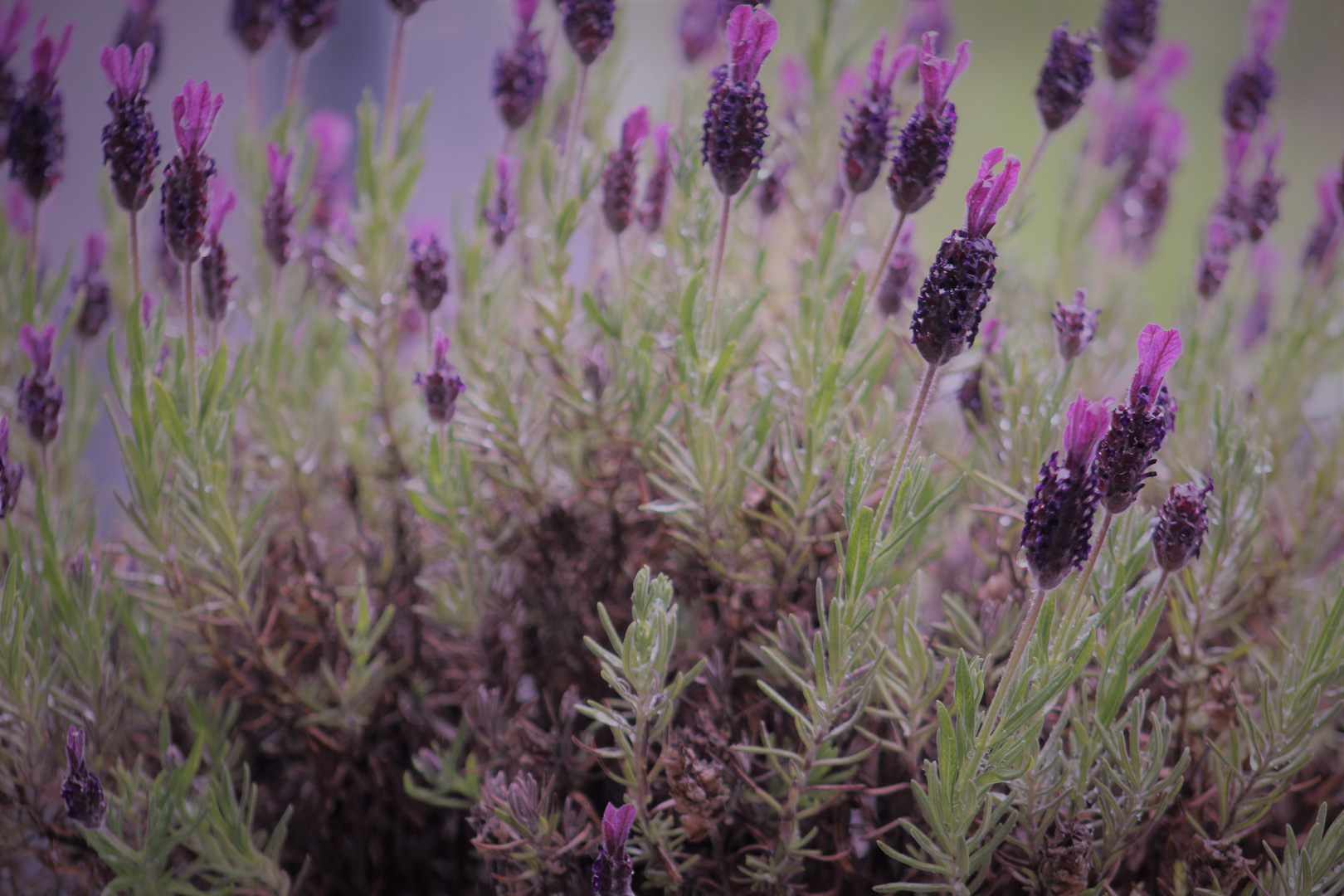 durch den Regen bekennt der Lavendel herrlich Farbe