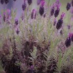 durch den Regen bekennt der Lavendel herrlich Farbe