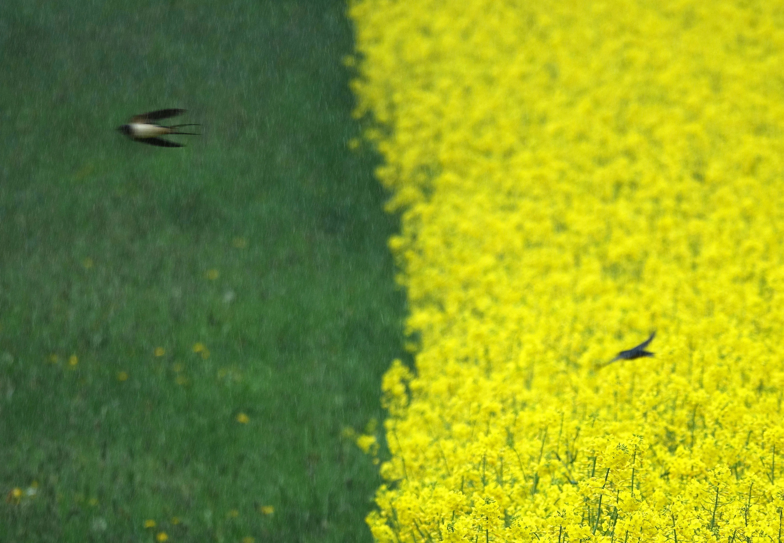 durch den Regen und durch das Bild