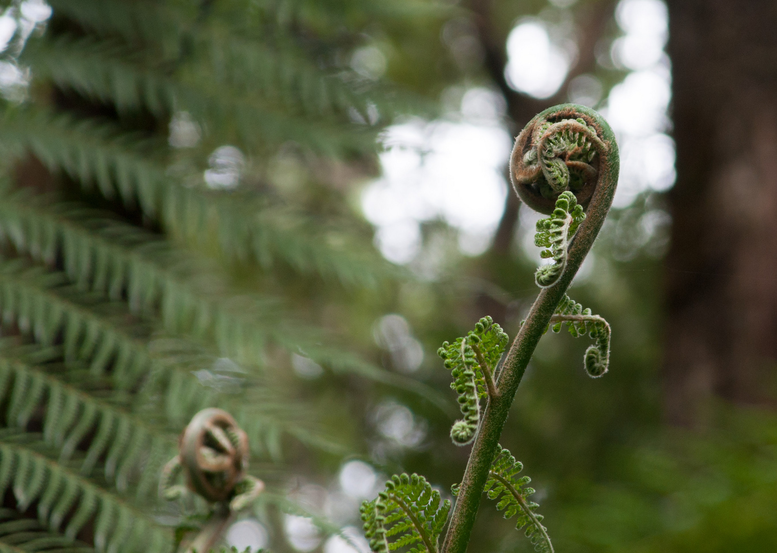 Durch den Regenwald Tasmaniens