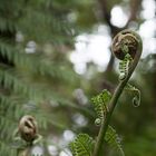 Durch den Regenwald Tasmaniens