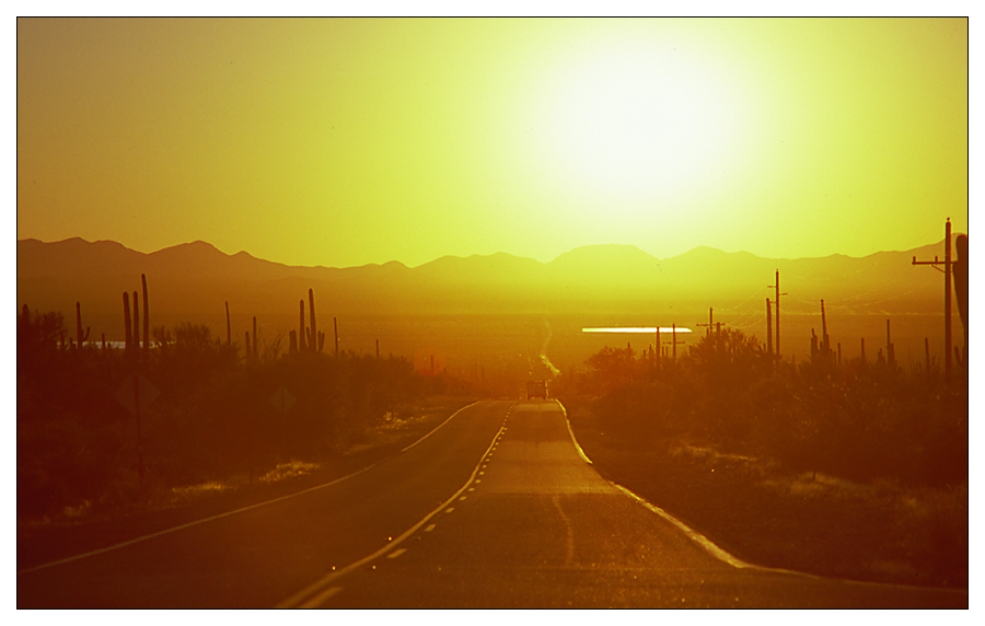 Durch den Saguaro Nat`l Park