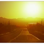 Durch den Saguaro Nat`l Park