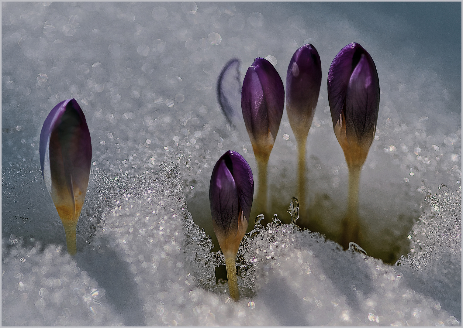 Durch den Schnee...