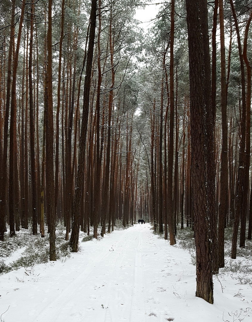 ++durch den Schnee++