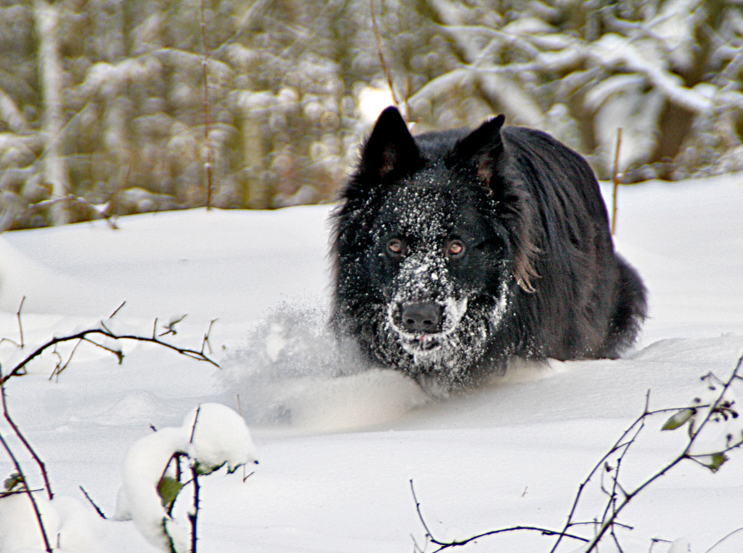 Durch den Schnee