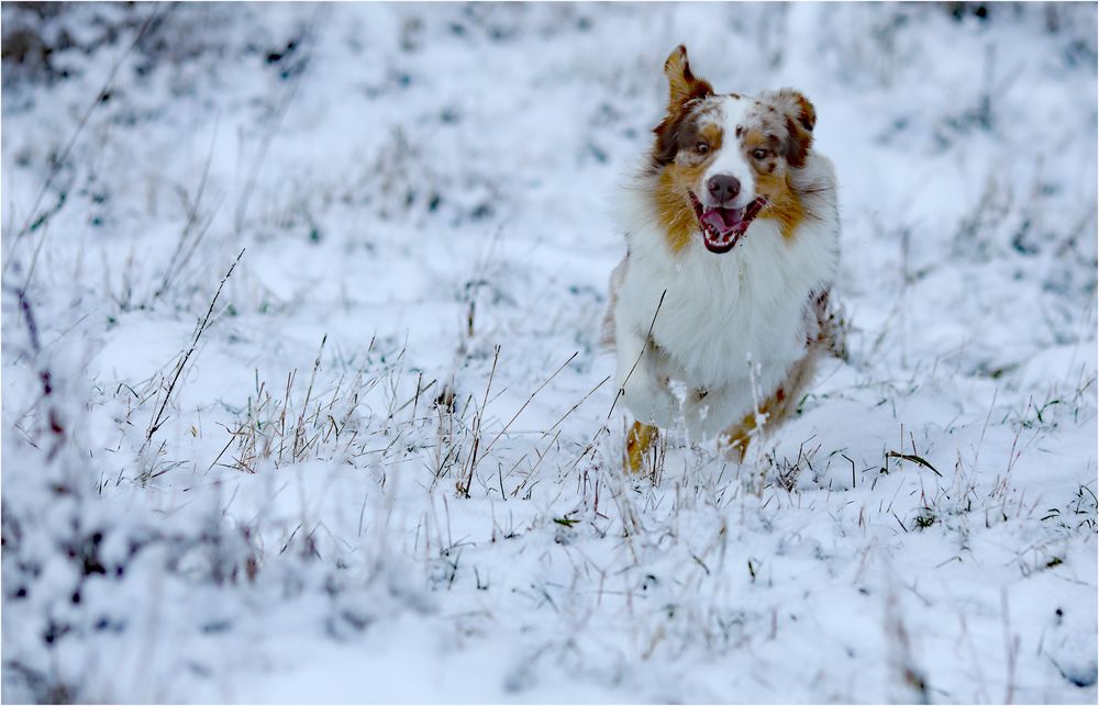 durch den Schnee