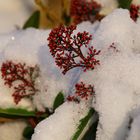 durch den Schnee gekämpft