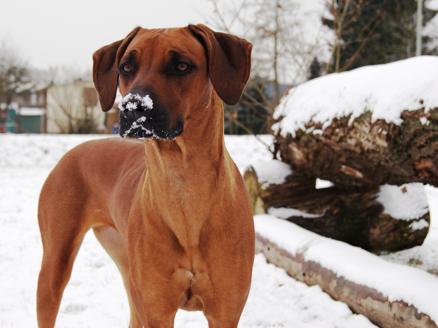 durch den Schnee geschnüffelt