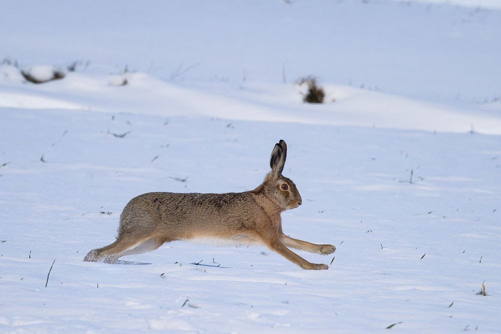 durch den Schnee(1)