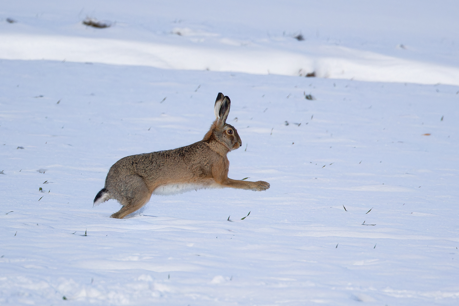 durch den Schnee(2)