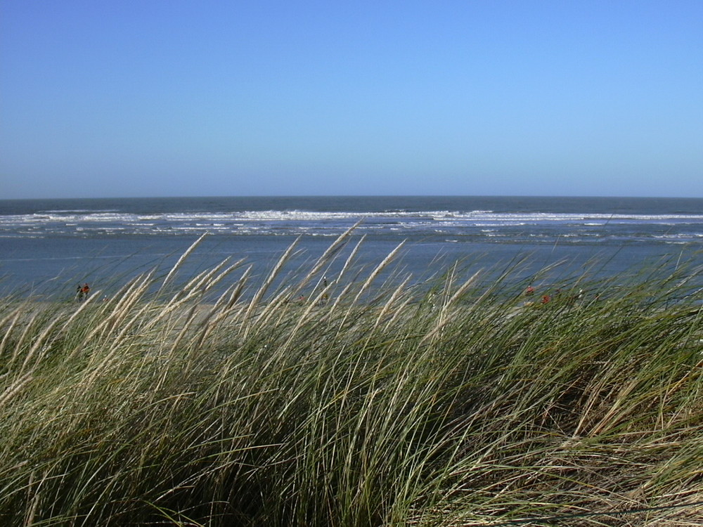 Durch den Strandhafer hindurch...