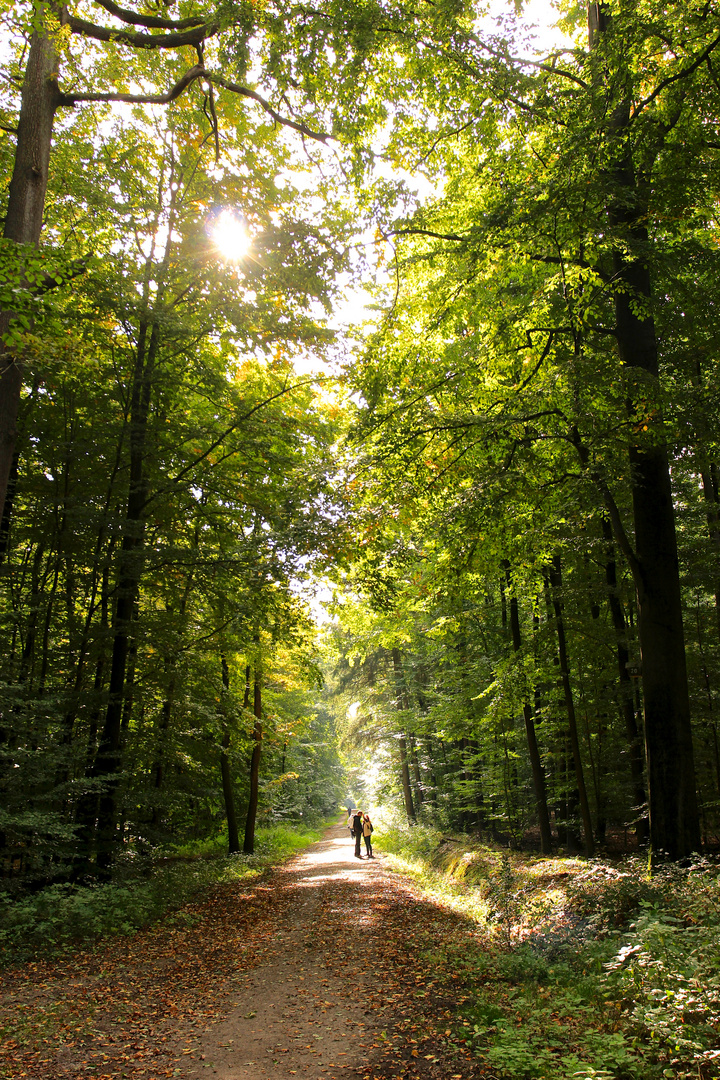 Durch den Wald