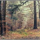 ... durch den Wald 2 ...