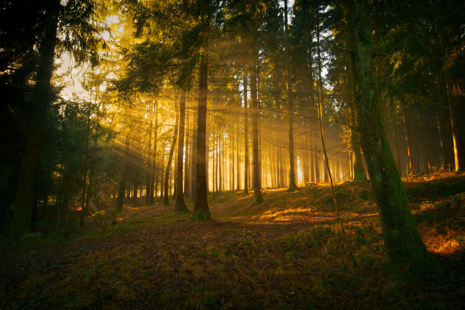 durch den wald