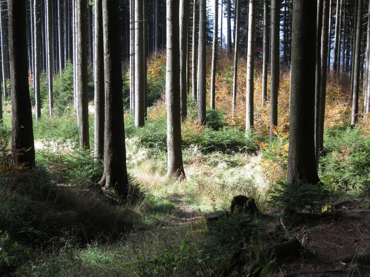 Durch den Wald auf dem Haunsberg