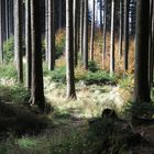 Durch den Wald auf dem Haunsberg