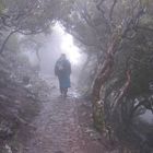 Durch den Wald auf Madeira